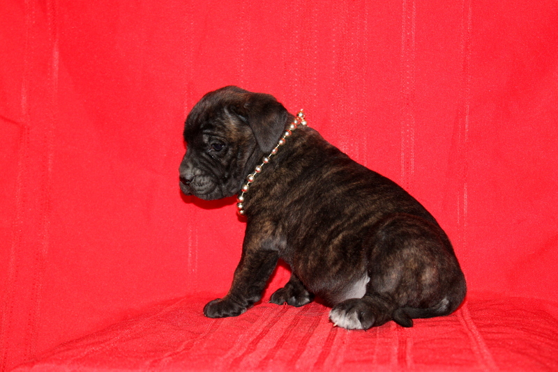 puppy, for, sale, Cane Corso, Matthew B. Stoltzfus, dog, breeder, Gap, PA, dog-breeder, puppy-for-sale, forsale, nearby, find, puppyfind, locator, puppylocator, aca